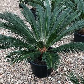 cycas e altre piante