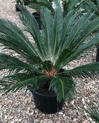 cycas e altre piante