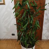 pianta dracena janet 