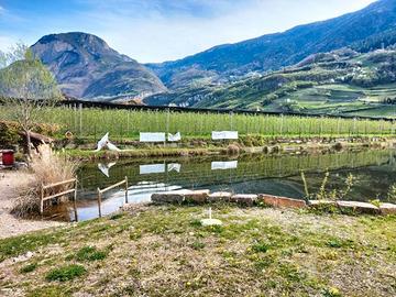 RGE 13/2025 Trib Bolzano