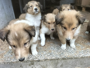 Cuccioli di lessie