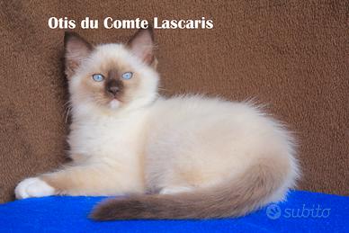 OTIS cucciolo razza ragdoll con pedigree