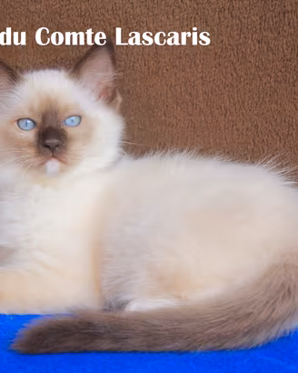 OTIS cucciolo razza ragdoll con pedigree