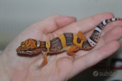 Geco leopardino