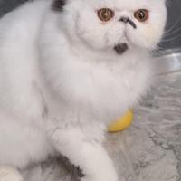 Gatto persiano