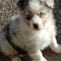 Cuccioli di pastore australiano