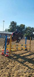 Pony da salto