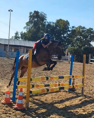 Pony da salto