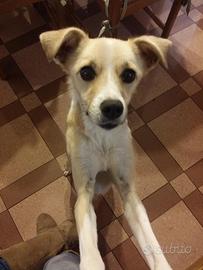 Cagnolina. Meticcia