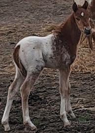 Cavallo/puledro barok pinto