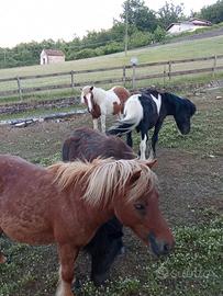 Spettacolari pony