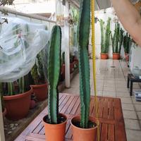 cactus colonnare cereus peruviano