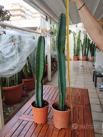 cactus colonnare cereus peruviano