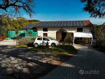 Attivita IN TOSCANA FRANTOIO AVVIATO