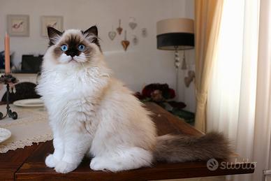 Stupendo cucciolo ragdoll pedigree ministeriale