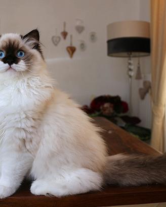 Stupendo cucciolo ragdoll pedigree ministeriale