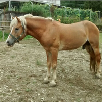Haflinger