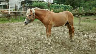 Haflinger