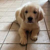 Golden retriever pedigree enci