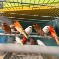 Canarini rossi e gialli