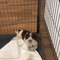 Cuccioli Lagotto romagnolo