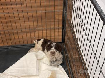 Cuccioli Lagotto romagnolo