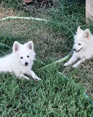 Cuccioli di Volpino
