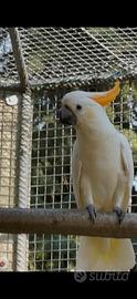 Coppia cacatua sulphurea Citrinocristata