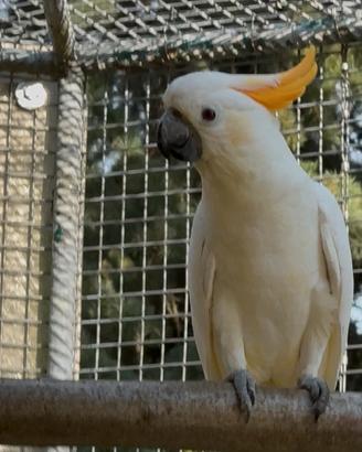 Coppia cacatua sulphurea Citrinocristata