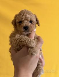 Barboncino albicocca scuro