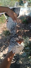 Galline sebright