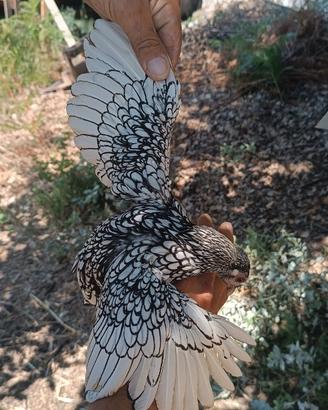 Galline sebright