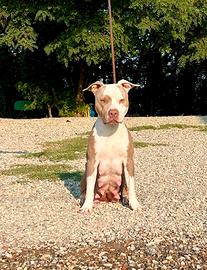 Cuccioli American Pit bull terrier lilac