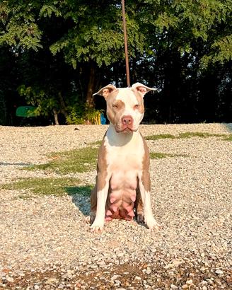 Cuccioli American Pit bull terrier lilac