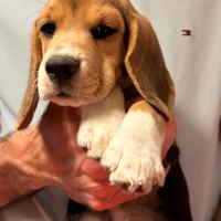 Cucciolo alta genealogia