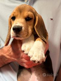 Cucciolo alta genealogia