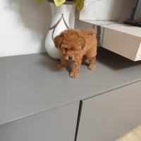 Barboncino Toy Due Mesi Maschio