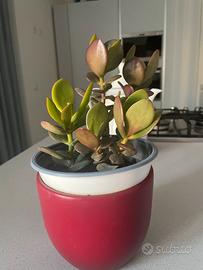 Pianta albero di giada