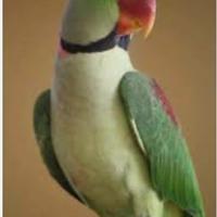 Pulli gran alessandrino