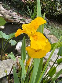 Bulbi iris giallo acquatico ideale per laghetti