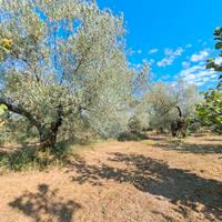 Terreno agricolo
