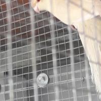 Kakariki fallow di tutte le mutazioni