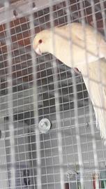 Kakariki fallow di tutte le mutazioni