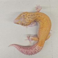 Geco leopardino