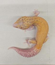 Geco leopardino