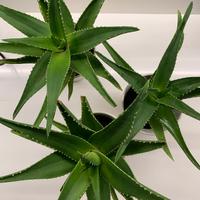 Set 3 piante grasse con vaso