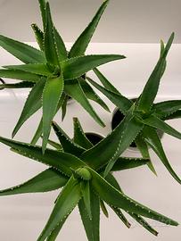 Set 3 piante grasse con vaso