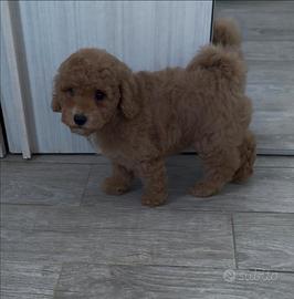 Cuccioli pura razza barboncino