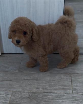 Cuccioli pura razza barboncino