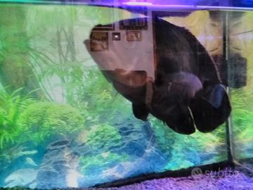 Pesce oscar